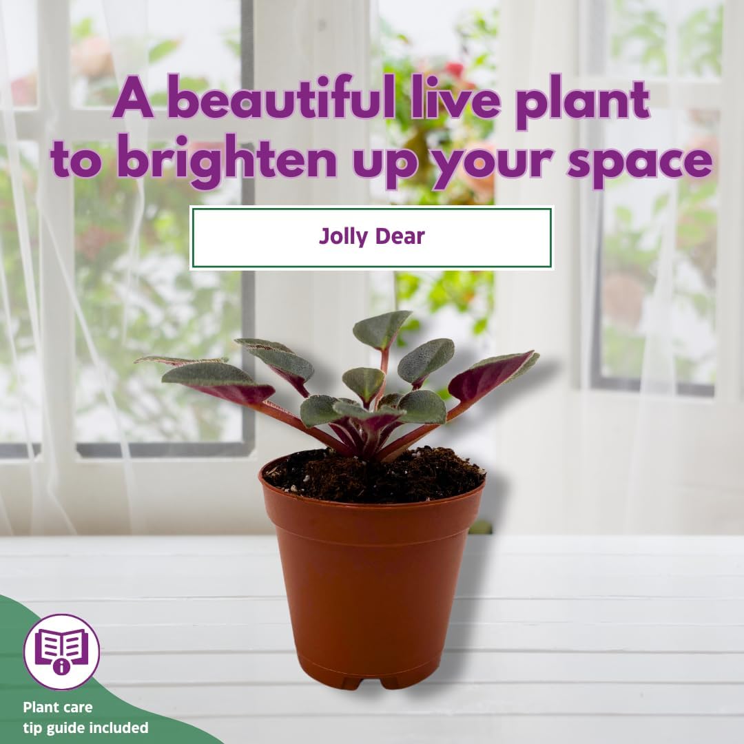 Mini African Violet Jolly Dear 2 inch Pink Flower