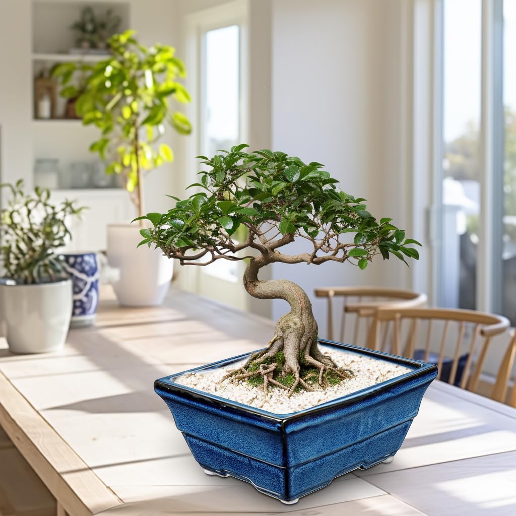 Set of 2 Large Blue Glazed Ceramic Bonsai Pots, 10" Rectangular Bonsai Planters Pots with Drainage Hole for Indoor/Outdoor Plants, Bonzie Tree Pot for Succulents, Cacti, Orchids, Herbs, Spider Plants
