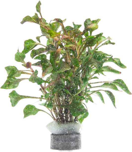 Alternanthera Bettzickiana - Decorative Live Aquatic Plant for Terrariums and Paludariums - (Bettzickiana, 1 Bunch)