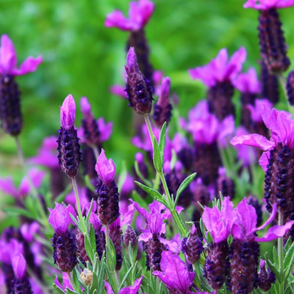 1 Pot Lavender Plant Live, Lavandula Perennial Flower Plant Indoor Outdoor, Well Rooted Plugs 3 to 5 Inch Tall to Grow (French Lavender)