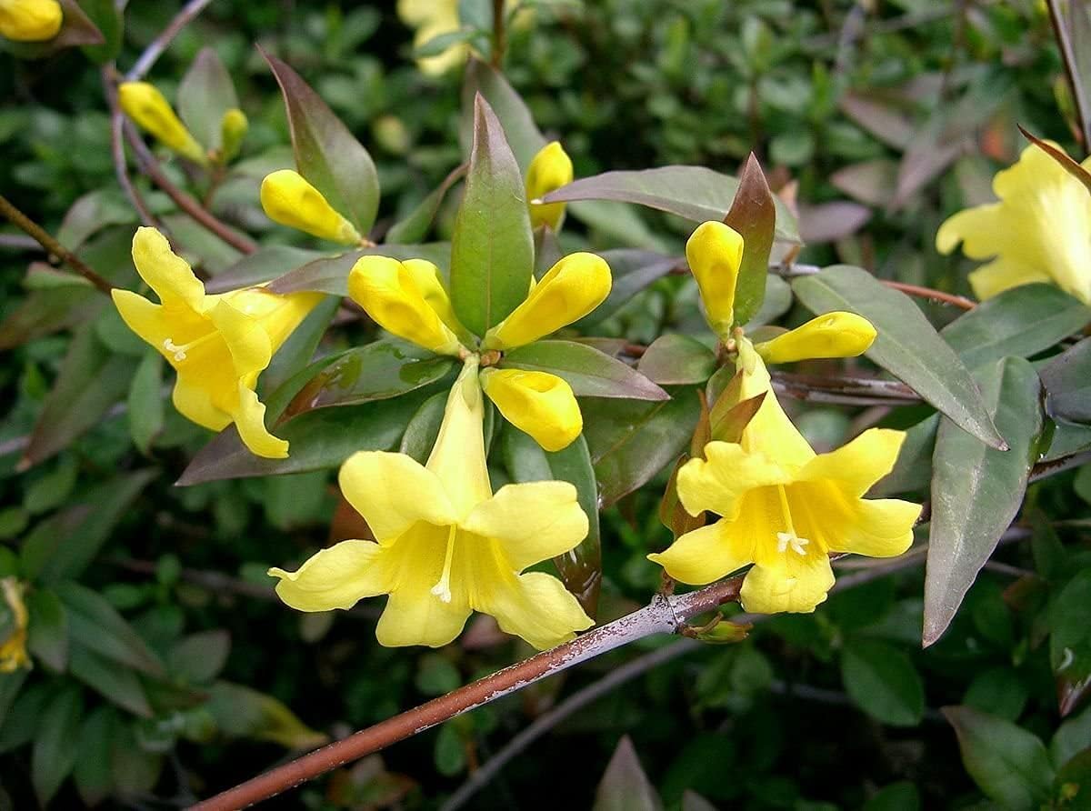 Carolina Jasmine | 2 Large Gallon Size Plant | Gelsemium Sempervirens | Fragrant Yellow Blooms, Evergreen Vine, Low Maintenance, Fast Growing, Climbing, Attracts Pollinators, Garden Trellis