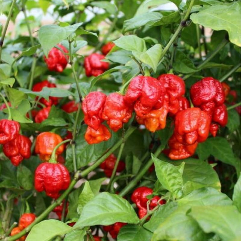 Set 4 Super Hot Peppers Live Plants, 90 Days Old Hot Pepper Chili Plant for Spring Planting, Assorted Color (Carolina Reaper)