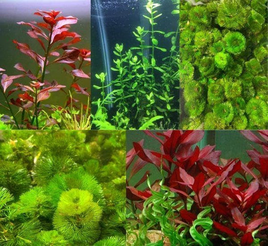 Live Aquarium Plant Bundle - 18 Stems of Ludwigia Repens, Bacopa Monnieri & Cabomba Caroliniana - Easy Freshwater Plants for Aquascaping, Filtration & Fish Tank Decoration