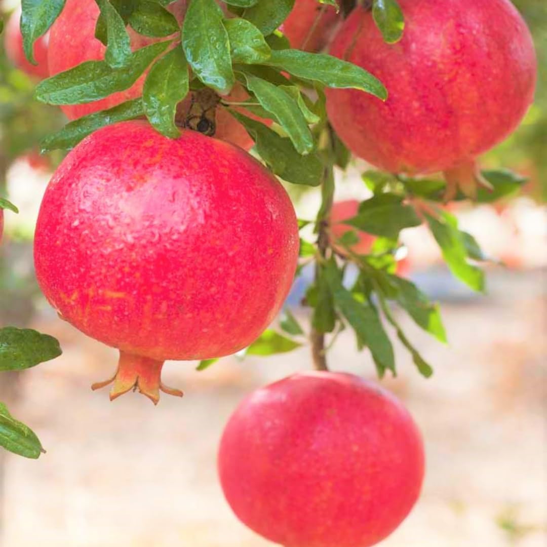 Pack 2 Potted Wonderful Pomegranate Tree Live Plant - Hardy Red Pomegranate Bush - for Gardens and Pots- Full Roots and Easy to Plant, Size 10 to 15 Inch Tall