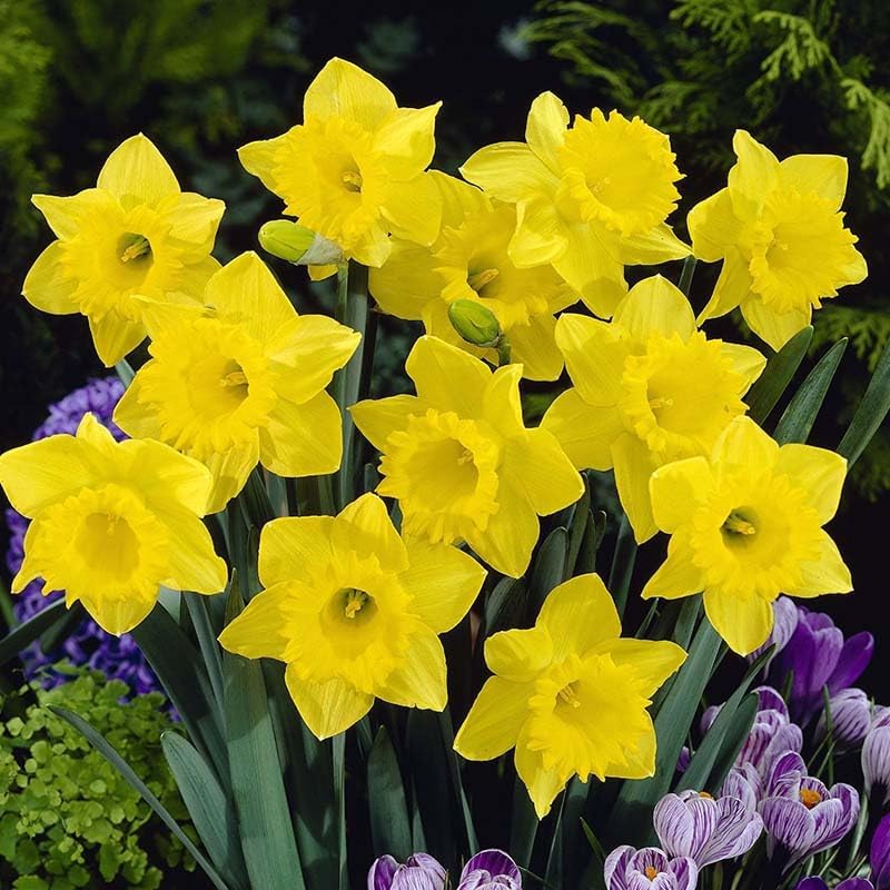 Complete Spring Flower Bulb Garden - 50 Bulbs for 50 Days of Continuous Blooms (Spring Color from March Through June) - Easy to Grow Fall Planting Bulbs by Willard & May