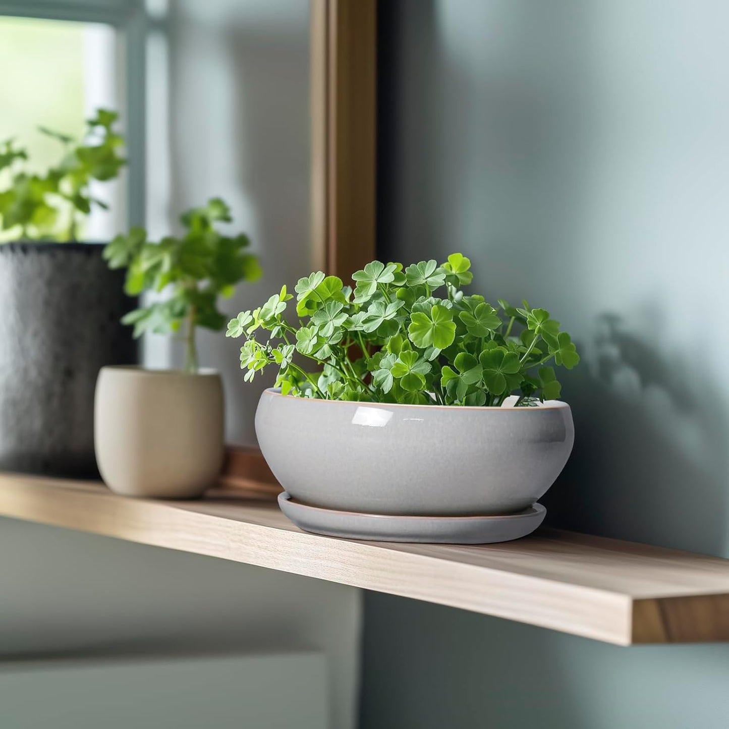 SQOWL Bonsai Tree Pots - 8 Inch Ceramic Plant Pots for Succulents, Shallow Planter with Drainage Hole and Saucer, Round Planter Indoor Outdoor, Bowl Planters, Home Decor, Gift for Plant Lover, Gray