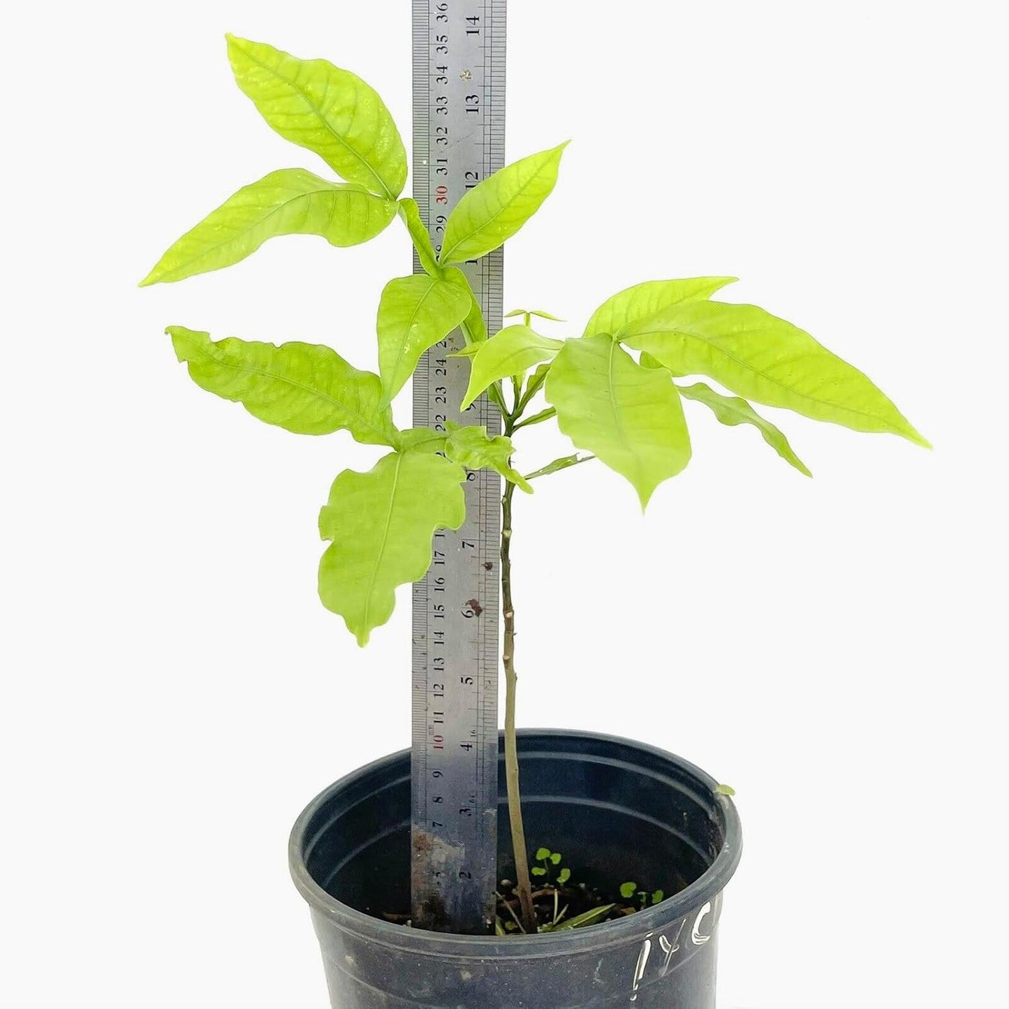 Spanish Lime (Melicoccus bijugatu) Tropical Fruit Tree 12"