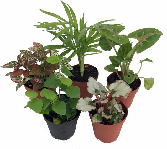 Terrarium & Fairy Garden Plants - 5 Plants in 2" pots