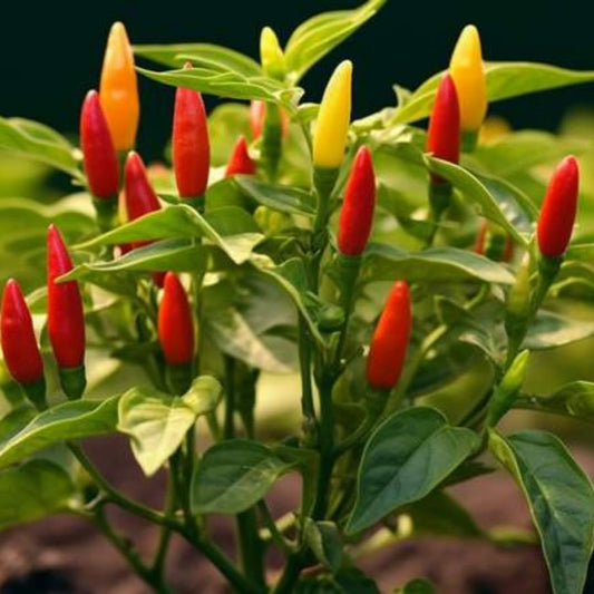 3 Hot Pequin Super Chili Pepper Plants Live in 2.5 Inch Pot for Planting Outdoor