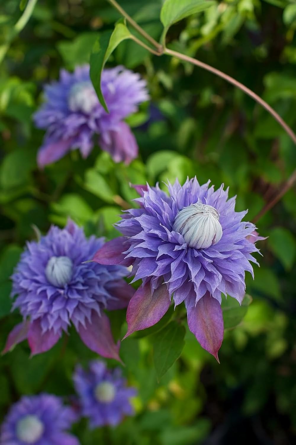 Perennial Farm Clematis x Viticella Diamantina Hybrid– Live Regal® Series Clematis in 4 Quart Container, Large Double Purple Blooms, Long Blooming, Compact Climber, Ideal for Trellises & Containers