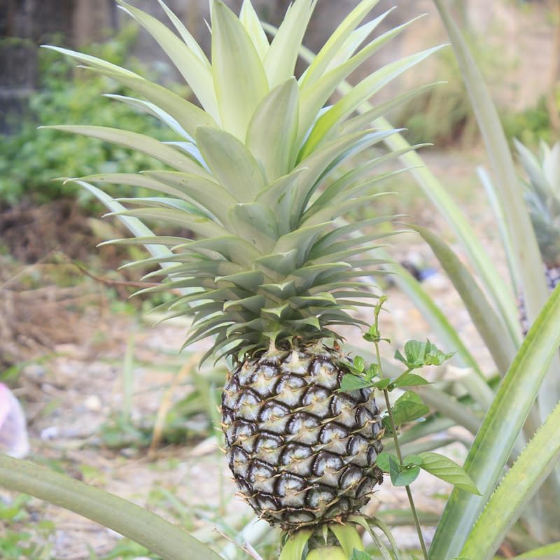 White Jade Pineapple Plant Live for Planting 5 to 8 Inch Tall, Sweet Pineapple Fruit Tree Live Plant, Pineapple Seedling