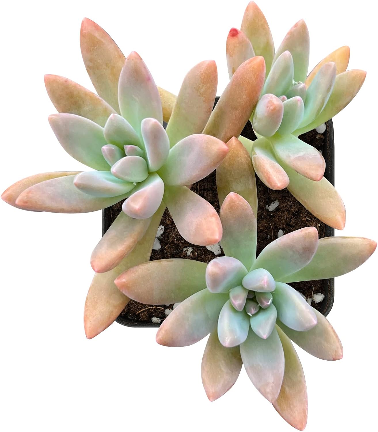 Sprout N Green x Graptosedum 'Darley Sunshine' | x Graptosedum Francesco Baldi, Live Succulent Plant Rooted in 2" Starter Pot, House Plant for Indoor Outdoor Home Wedding Decoration Party Favor