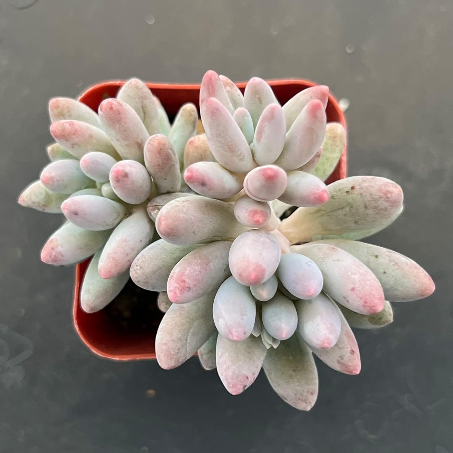 Sprout N Green Pachyphytum 'Machucae' Baby Finger, 1 Live Mini Succulent Plant Fully Rooted in 2" Pot, Real House Plant for Indoor Outdoor Home Office Wedding Decoration Party Favor
