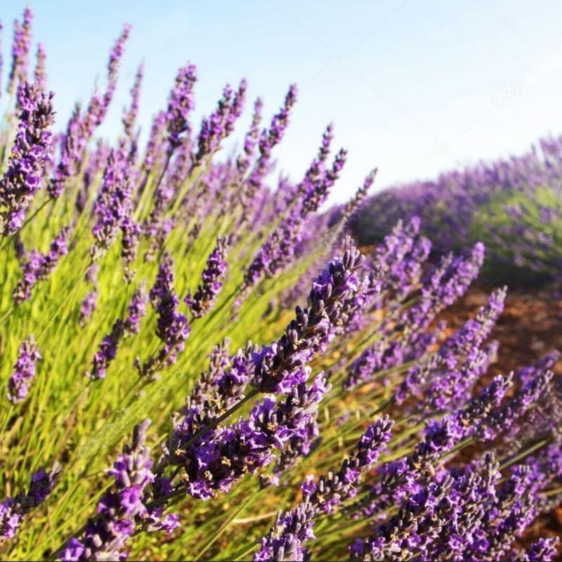 Pack 2 Extreme Fragrant Lavender Live Plants, Perennial Purple Lavender Flowers Shrubs, Fragrant Flower Herb for Planting 4-8 Inch