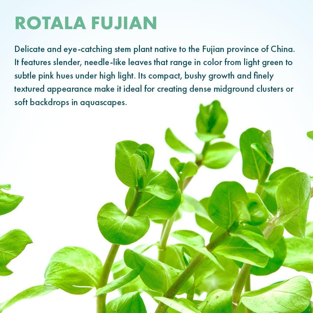 Live Plant - Rotala Fujian - Moderate Care, High Light, Orange-Pink Accent, Freshwater Aquatic Plant for Aquascaping - Lead Bunch