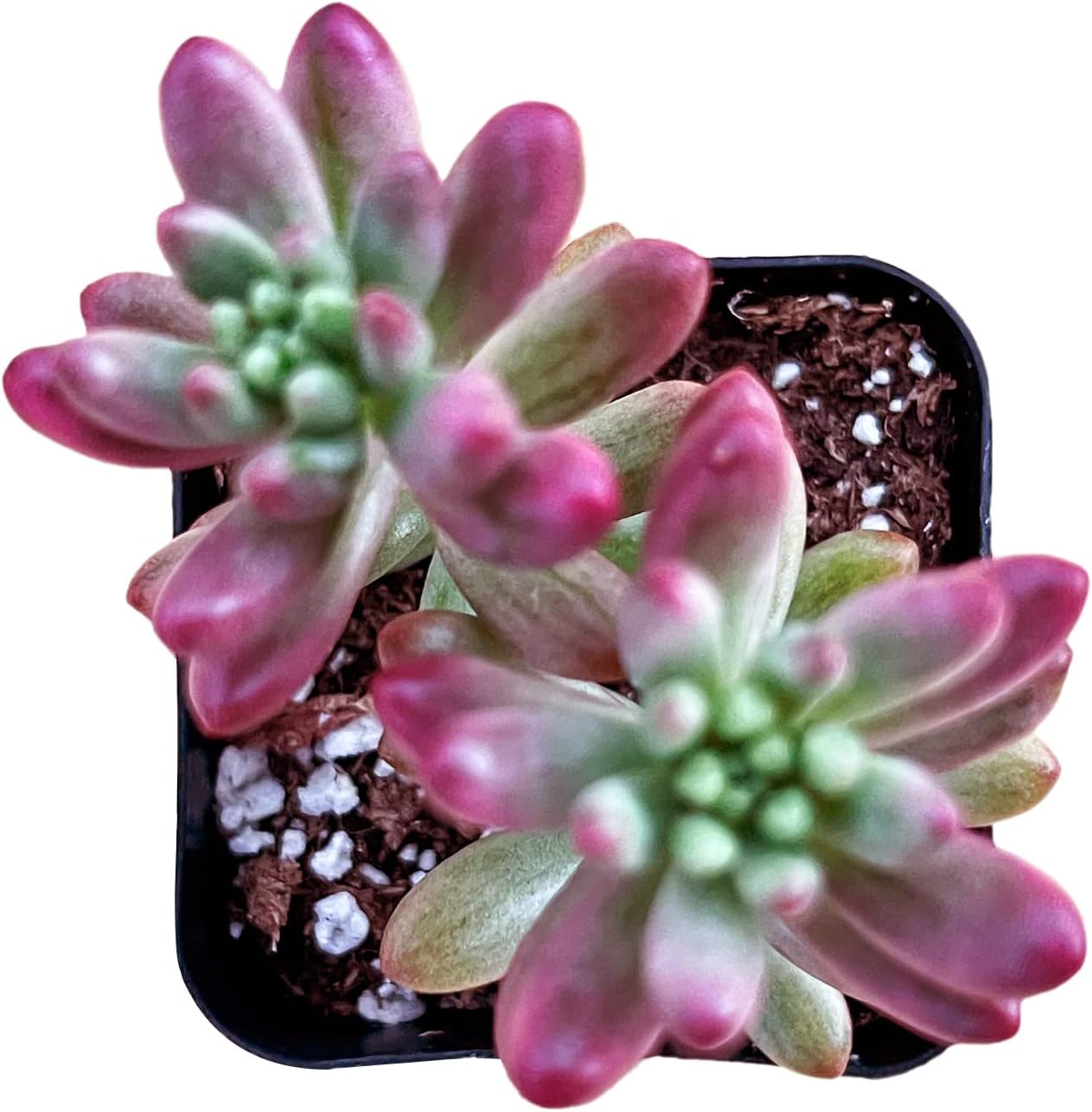 Sprout N Green Sedum Rubrotinctum 'Roseum', Mini Live Succulent Fully Rooted in 2 inch Starter Pot, House Plant for Indoor Outdoor Home Office Wedding Decoration Party Favor