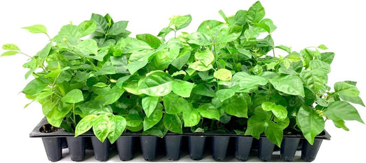 Sambac Jasmine Plant | 3 Live Plants | Jasminum Sambac | Fragrant White Blooms | Ideal for Indoor & Outdoor Planting | Aromatic Addition to Gardens & Patios | Lush & Decorative Foliage