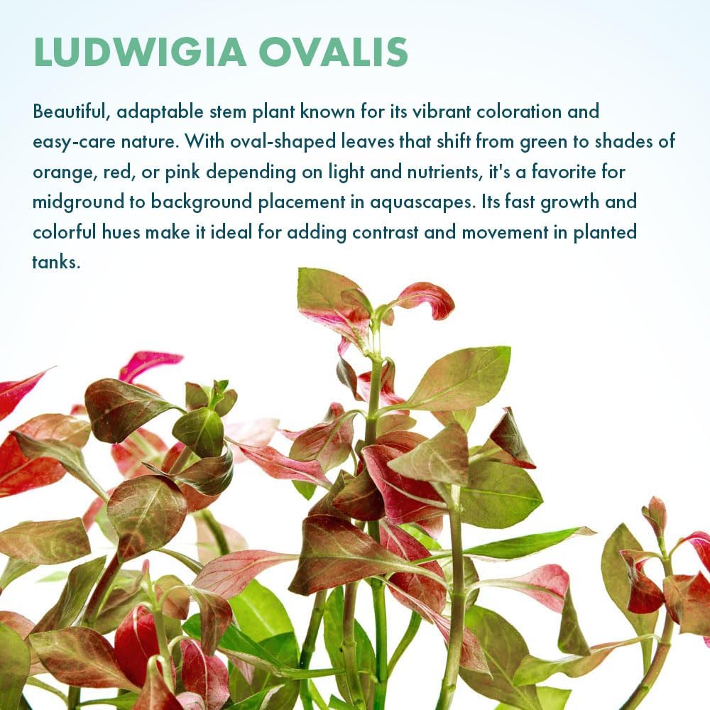 Live Plant - Ludwigia Ovalis - Easy Care, Moderate to High Light, Green to Orange Accent, Freshwater Aquatic Plant for Aquascaping - Lead Bunch