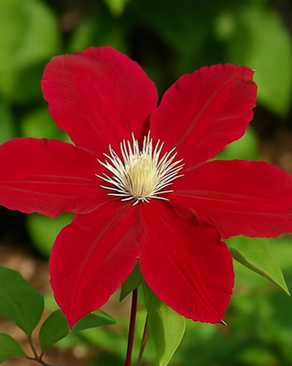Perennial Farm Clematis 'Rebecca' Hybrid – Live Flowering Vine in 4 Quart Container, Large Velvety Red Blooms, Long Blooming, Compact Climber, Ideal for Trellises, Arbors & Containers