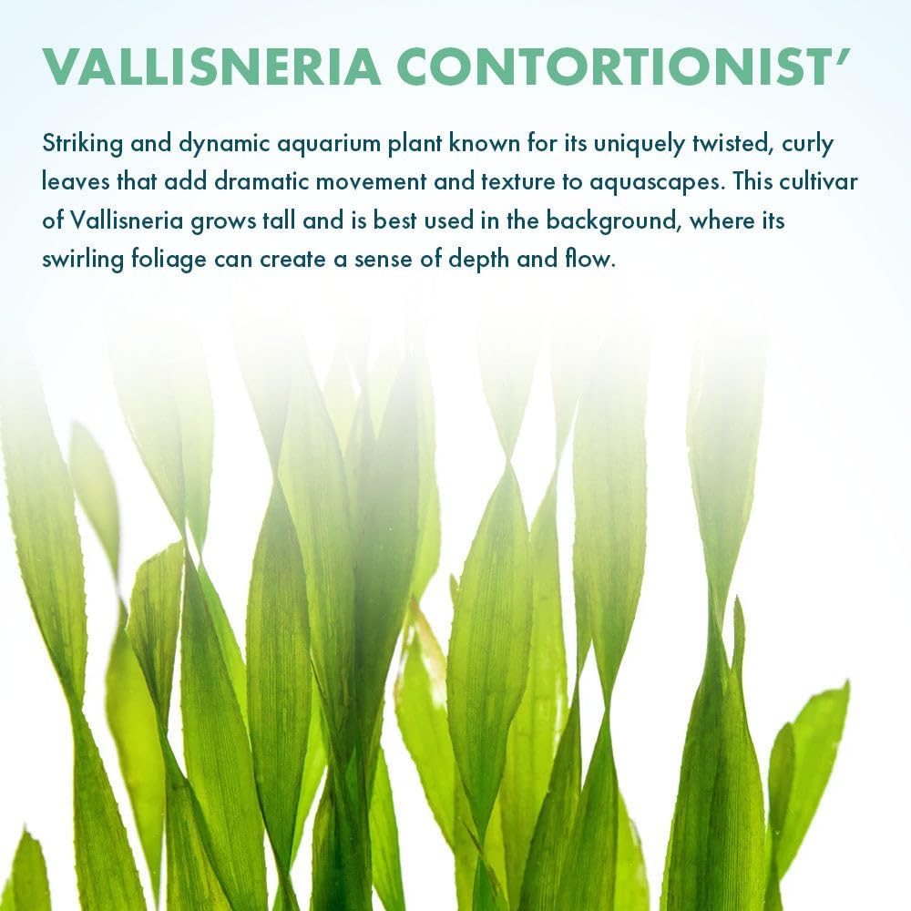 Live Plant - Tall Grass, Corkscrew Vallisneria (Vallisneria Americana 'Contortionist') - Moderate to High Light, Bright Green, Background - Lead Bunch, 4 Pack