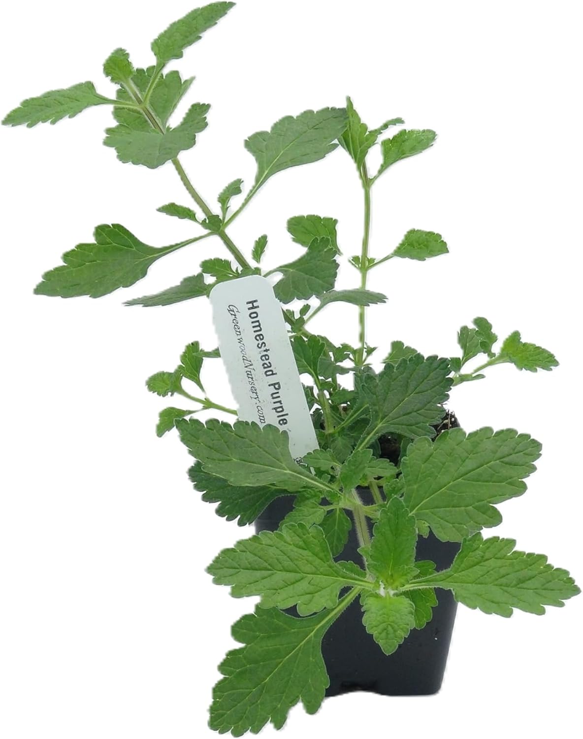 Greenwood Nursery: Live Perennial Plants - 'Homestead Purple' + Verbena Canadensis - [Qty: 10x Pint Pots] - (Click for Other Available Plants/Quantities)