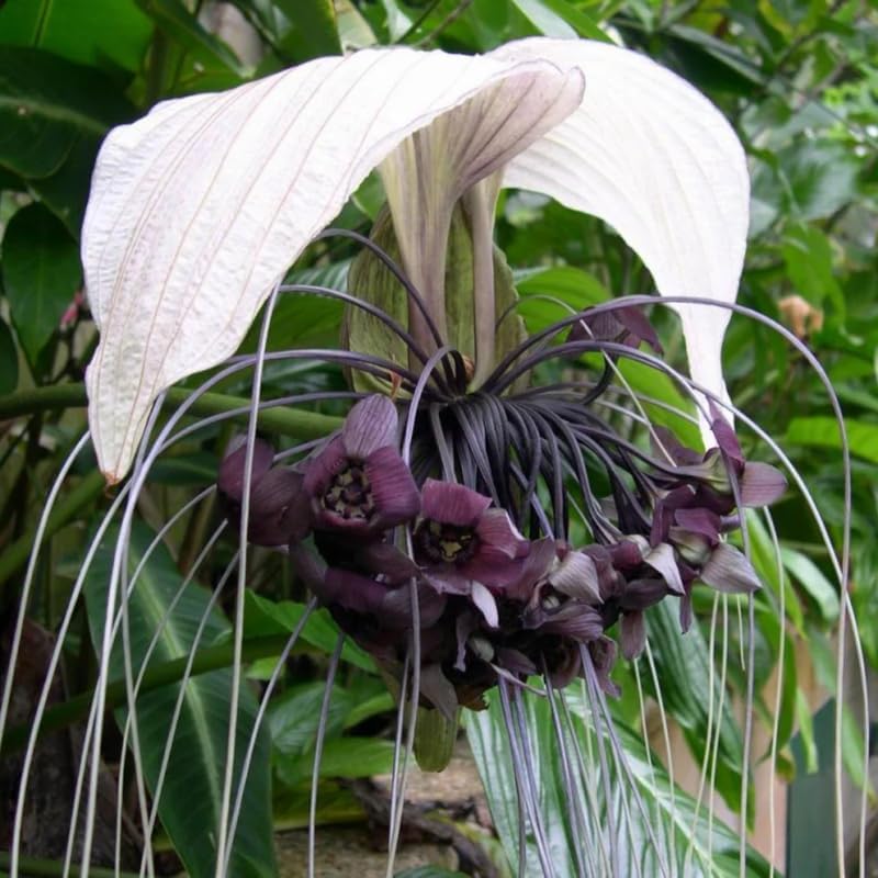 White Tacca Plants Live in 2 Inch Pot, White Bat Flower Well Rooted for Planting Indoor Outdoor, Ornamental Houseplant