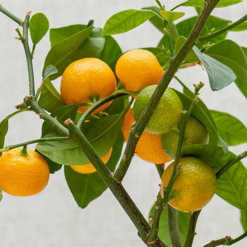 Calamansi Calamondin Tree in Pot, Live Calamansi Fruit Tree Plant, 2 to 3 Feet Tall Calamansi Plant, Calamansi Trees Live Plants, Kalamansi Calamondin Citrus Plant, No Ship to CA