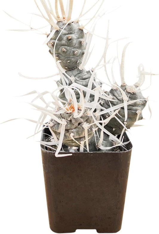 Sprout N Green Paper Spine Cactus, Live Tephrocactus articulatus VAR. papyracanthus, Cactus Plant Fully Rooted in 2" Pots with Soil Mix, Houseplant for Indoor Outdoor Home Office Decor