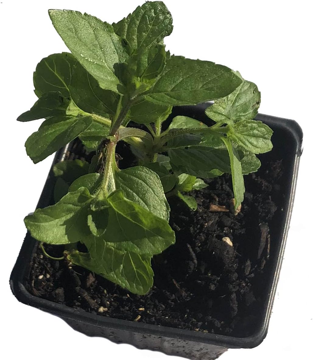 Organic Mint Plant, Spearmint Plant, (Mentha spicata) in 2.5-inch Pot - Excellent for Tea, Perennial Herb, Companion Plant