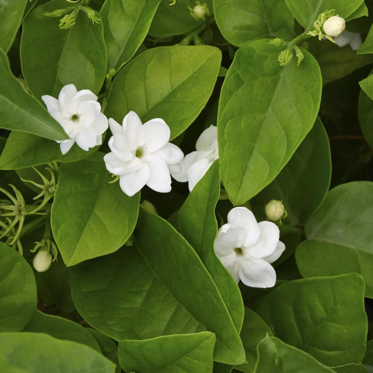 Arabian Jasmine (Jasminum Sambac) - Live, Fragrant, Blooming, Indoor/Outdoor Decorative Plant (2 Arab jas sacs)