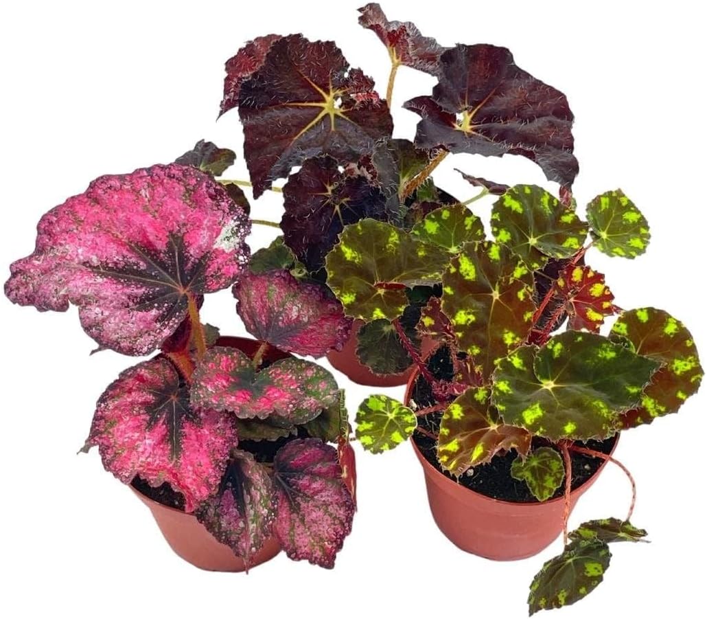 BubbleBlooms Harmony's Begonia Rex Assortment, Warm Summer Colors, 3 Different begonias in 4 inch pots