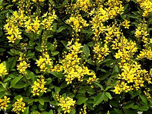 Carolina Jasmine | 40 Live Plants | Gelsemium Sempervirens | Fragrant Yellow Blooms, Evergreen Vine, Low Maintenance, Fast Growing, Climbing, Attracts Pollinators, Garden Trellis