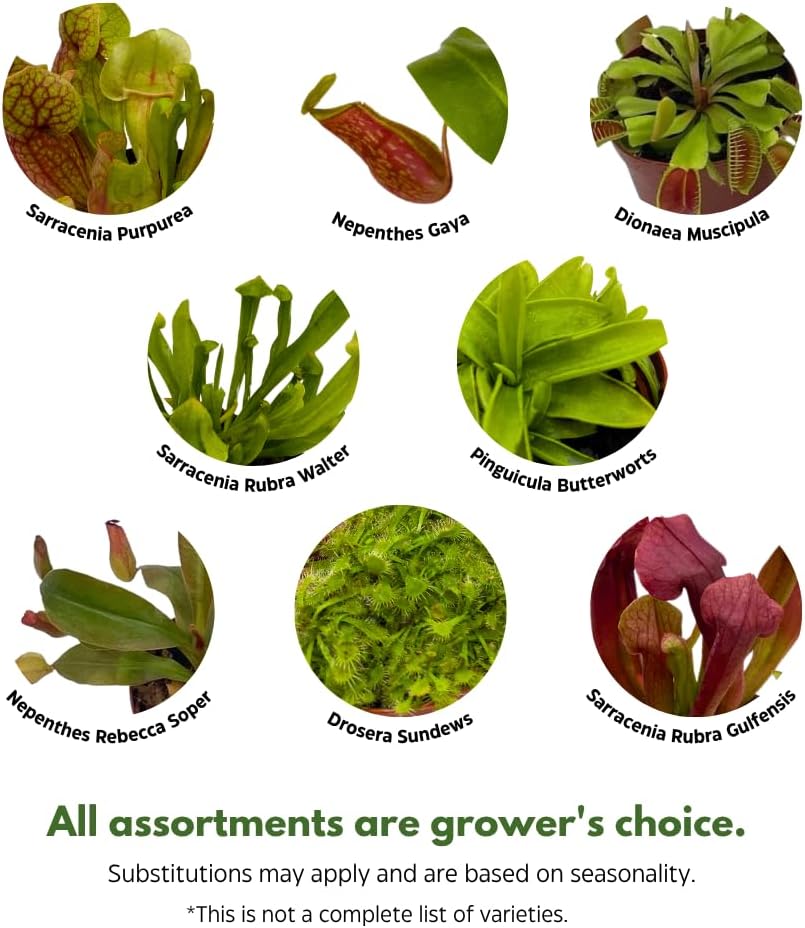 BubbleBlooms Carnivorous Plant Assortment Set, 3 Different Plant Species in 2 inch Pots