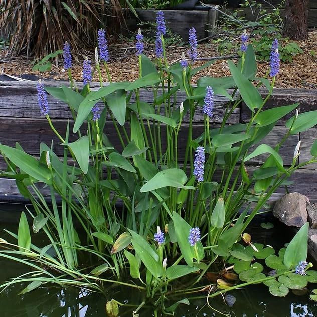 Pickerel Rush Live Pond Plant for Water Garden (Blue Pickerel Rush Live, 1)