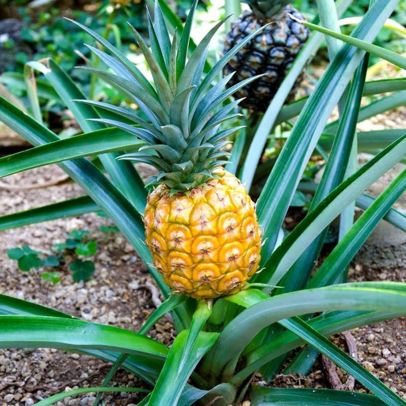 1 Gold Pineapple Plant Live for Planting, Sweet Pineapple Fruit Tree Live Plant 5 to 8 Inch Tall, Pineapple Starter Plants