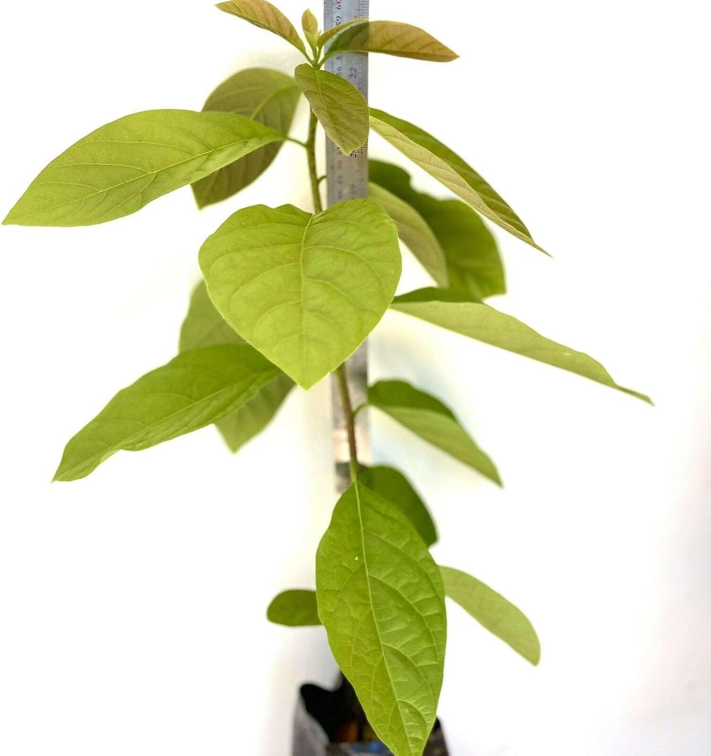 HASS Avocado Tree - Live Big Fruit Tree 12"-24" Tropical Plantae