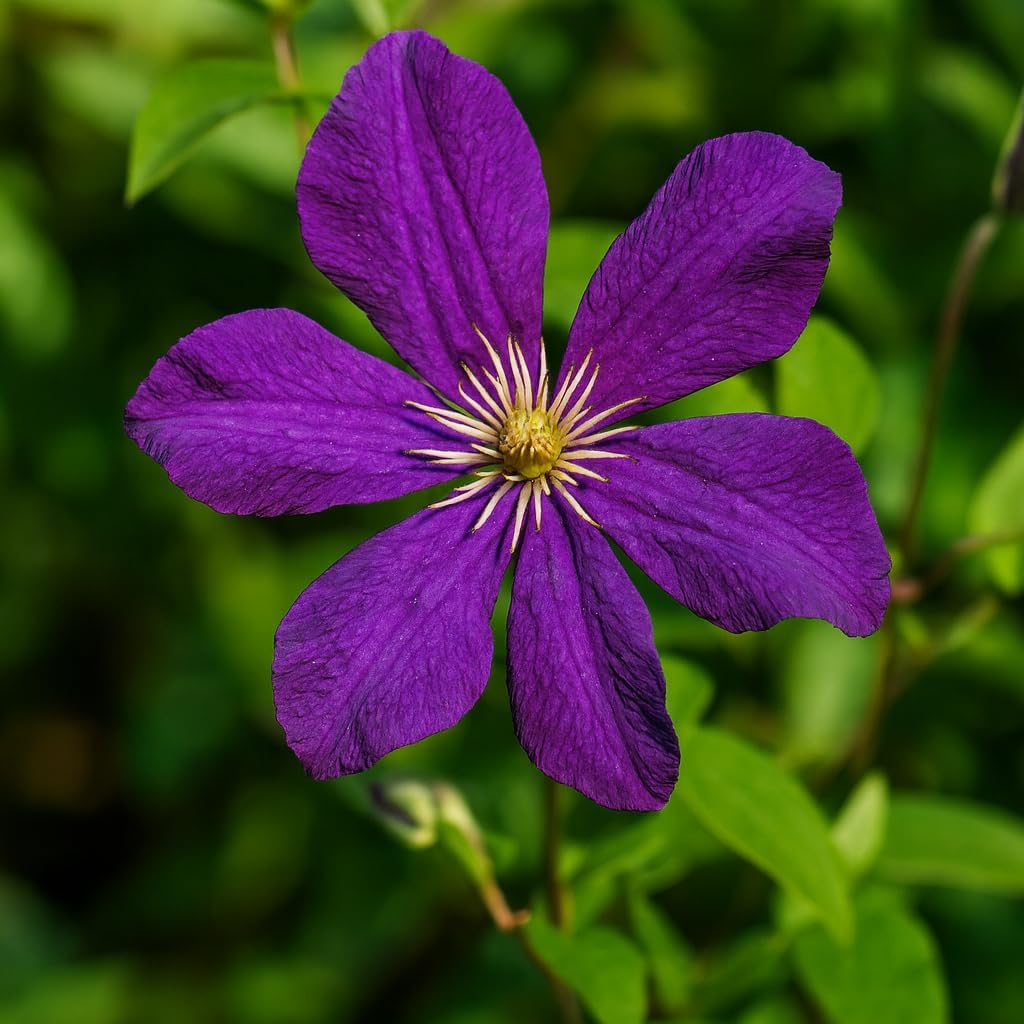 Perennial Farm Clematis 'Polish Spirit' Hybrid – Live Flowering Vine in 4 Quart Container, Abundant Purple-Blue Blooms, Vigorous Grower, Long Blooming, Ideal for Trellises, Fences & Garden Arches