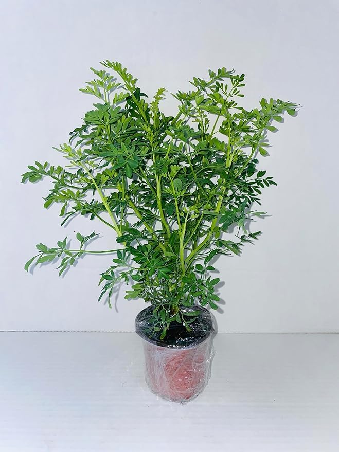 Ruda Plant Common Rue Ruta graveolens Herb of Grace, green
