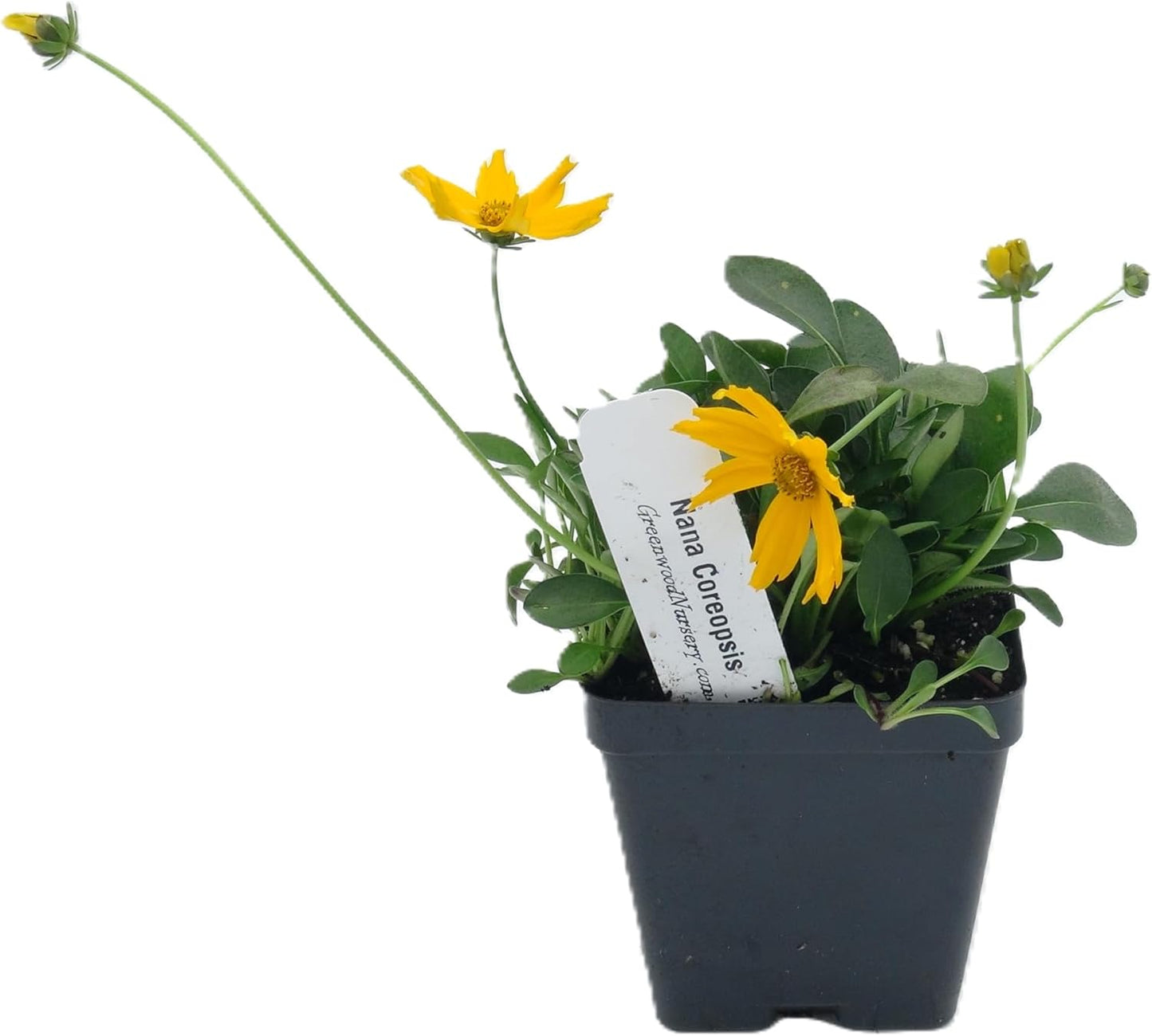 Greenwood Nursery: Live Perennial Plants - Nana Mouse Ear Tickseed + Coreopsis Auriculata - [Qty: 1x Pint Pot] - (Click for Other Available Plants/Quantities)