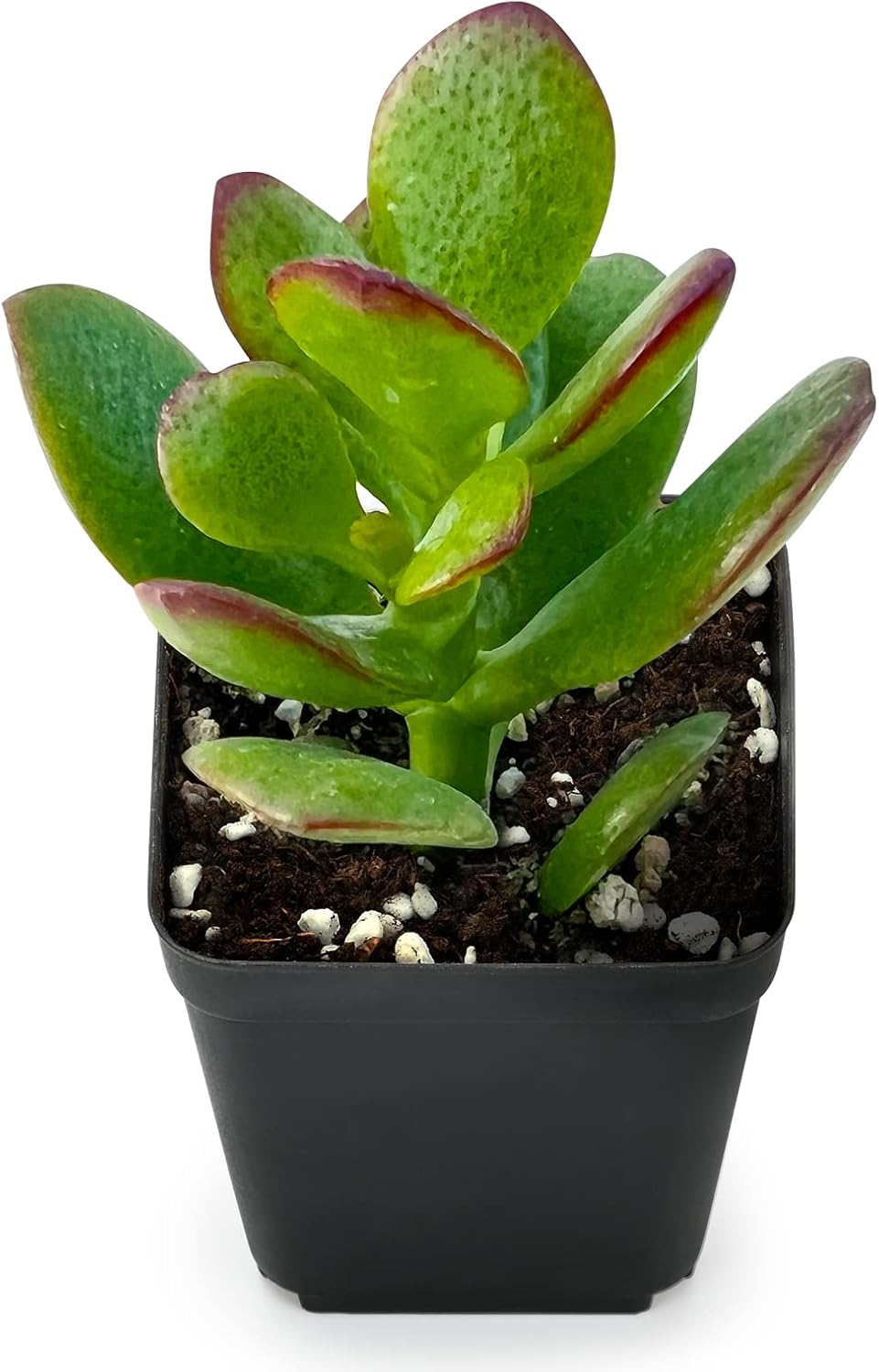 Sprout N Green Dwarf Jade - 2-3" Tall Crassula Ovata Crosby's Compact, Rare Cute Succulent Plant Fully Rooted in 2" Pot