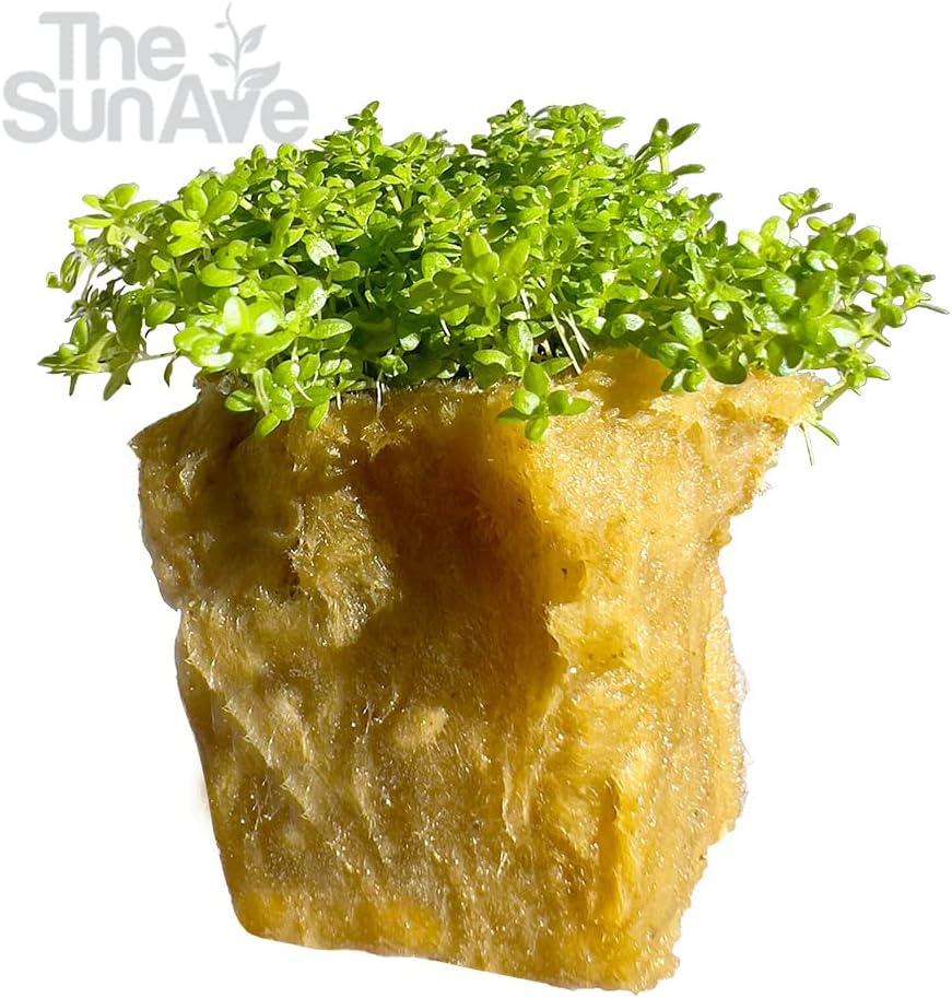 Dwarf Baby Tears Hemianthus Callitrichoides HC Live Aquarium Plants Freshwater Fish Tank