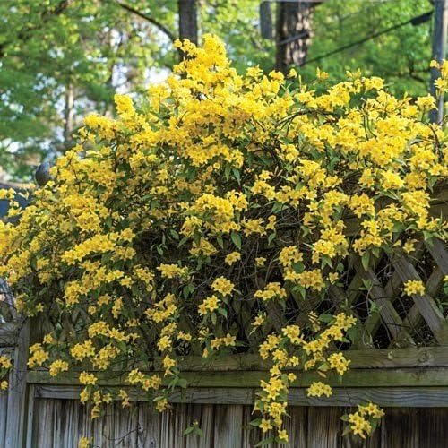 Carolina Jasmine | 10 Live Plants | Gelsemium Sempervirens | Fragrant Yellow Blooms, Evergreen Vine, Low Maintenance, Fast Growing, Climbing, Attracts Pollinators, Garden Trellis
