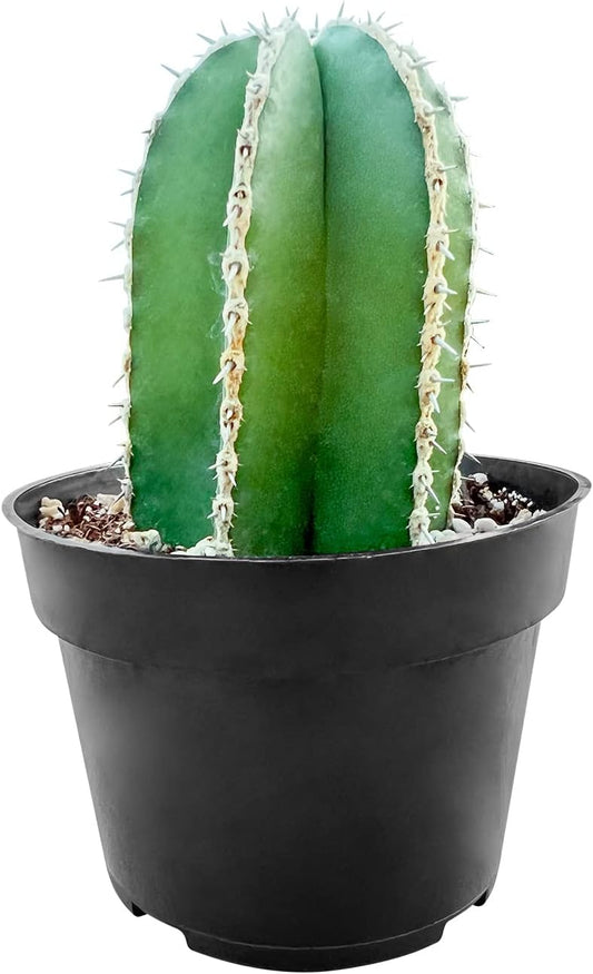 Sprout N Green Mexican Fence Post Cactus | Pachycereus marginatus, 4" to 6" High Live Cacti Plant, Office Home Décor