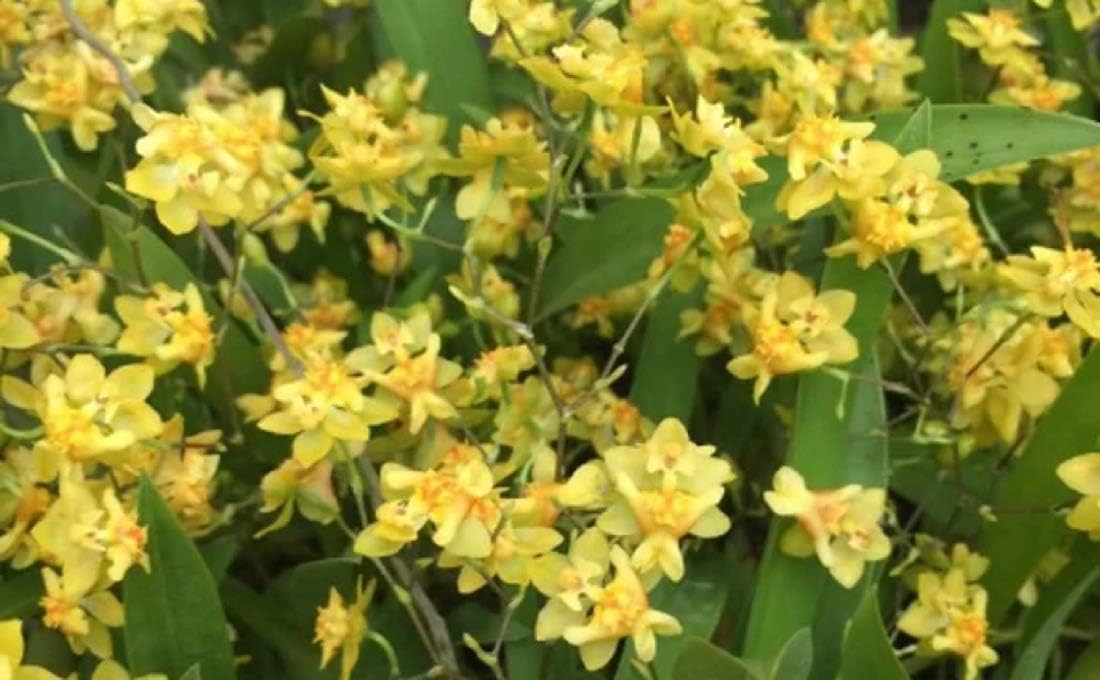 -Onc. Twinkle 'Yellow Bird' - Fragrant Blooms Easy to Grow and Bloom! Miniature windowsill-Size, Cool and Warm Tolerant. Yellow Flowered Variety. NOT in-Bud/Bloom When Shipped