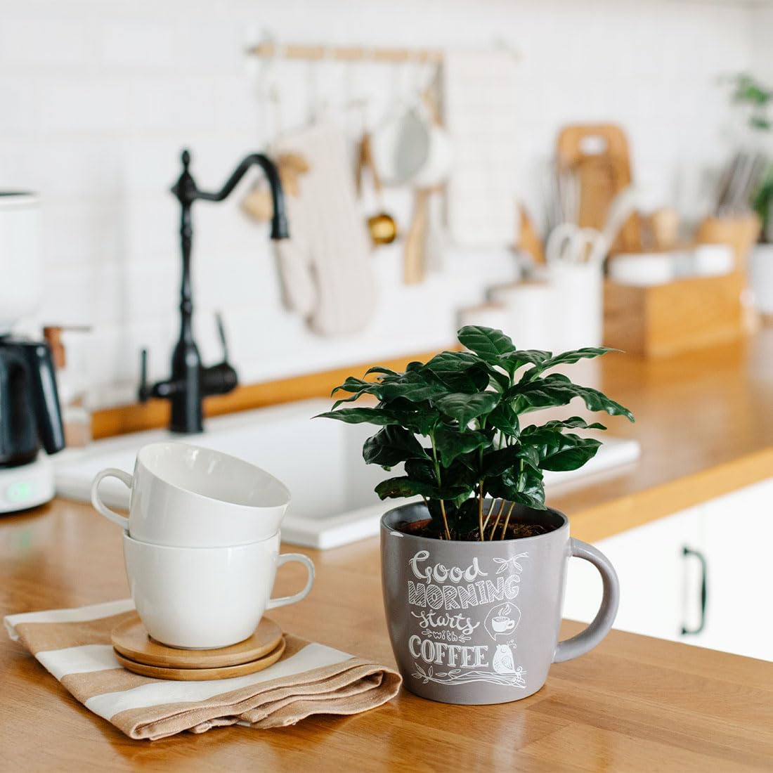 American Plant Exchange Arabica Coffee Live Plant, 4-Inch Pot, Fruiting Indoor Houseplant, Easy Care, Shiney Green Foliage