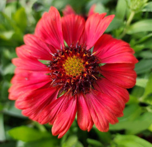 Greenwood Nursery: Live Perennial Plants - 'Mesa Red' + Gaillardia x Grandiflora - [Qty: 2X Pint Pots] - (Click for Other Available Plants/Quantities)
