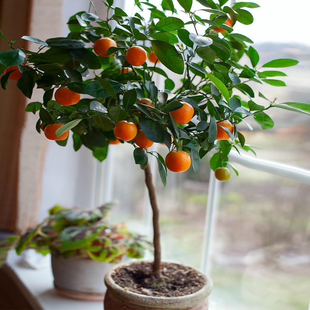 Brighter Blooms - Nules Clementine Tree, 2-3 Feet - Live Fruit Plant - No Shipping to AL, AZ, CA, FL, GA, LA, OR, TX, MS