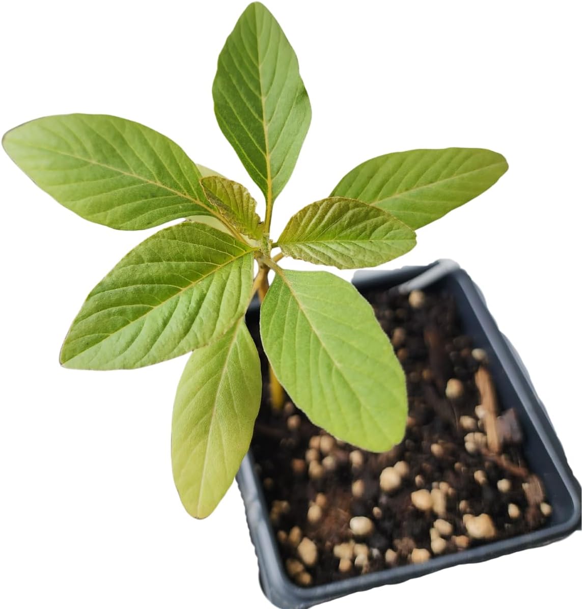 Amaranth, Hot Biscuits (Amaranthus cruentus) Organic Plant in 2.5-inch Pot by Smoke Camp Crafts - Eye-Catching Cut Flower