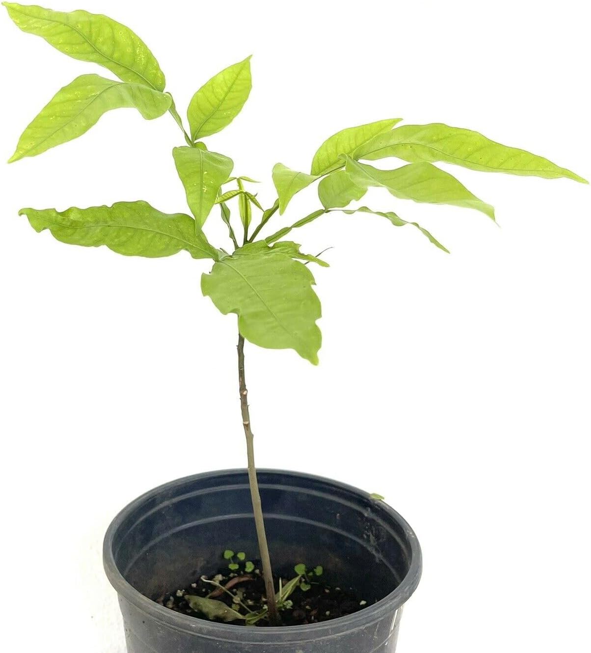 Spanish Lime (Melicoccus bijugatu) Tropical Fruit Tree 12"