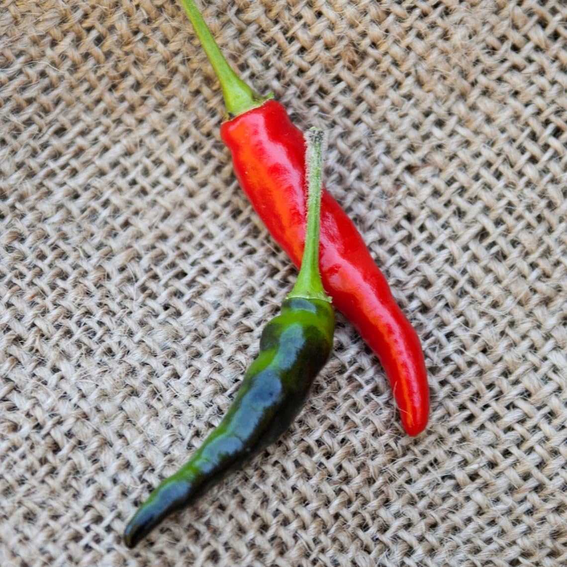 Premium Black Cobra Pepper (Capsicum Annuum) - Rare & Exotic Hot Chili Pepper, Perfect for Home Gardening and Gourmet Cooking (2 bkcbr pep Bags)